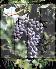 Foto di un grappolo d'uva di Merlot R18